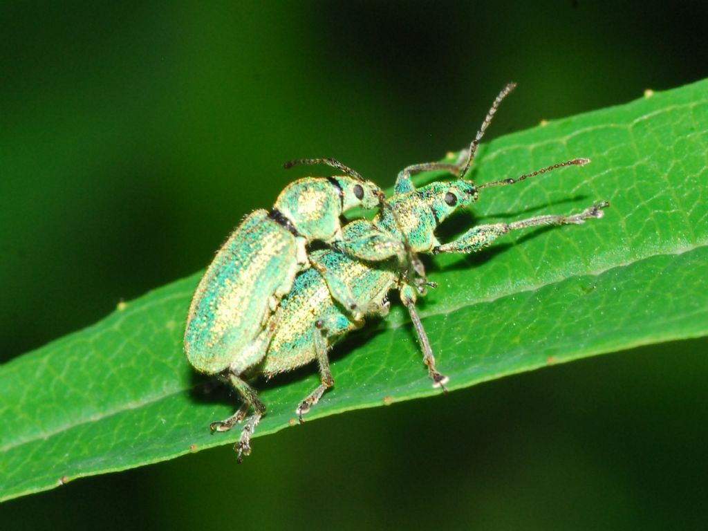 Una coppietta di Phyllobius ...